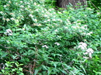 IMG 4716